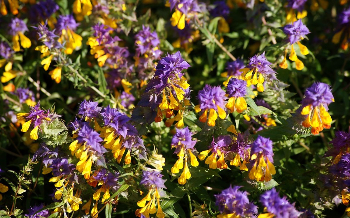 Марьянник Дубравный плод