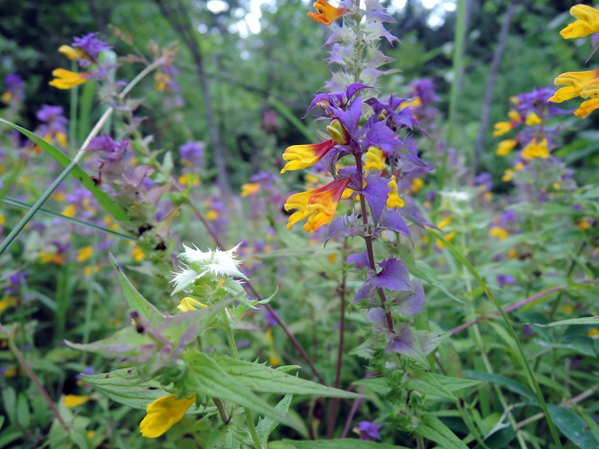 Иван-да-Марья полевые