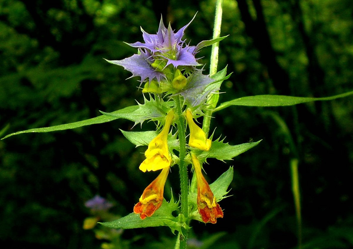 Иван-да-Марья цветок