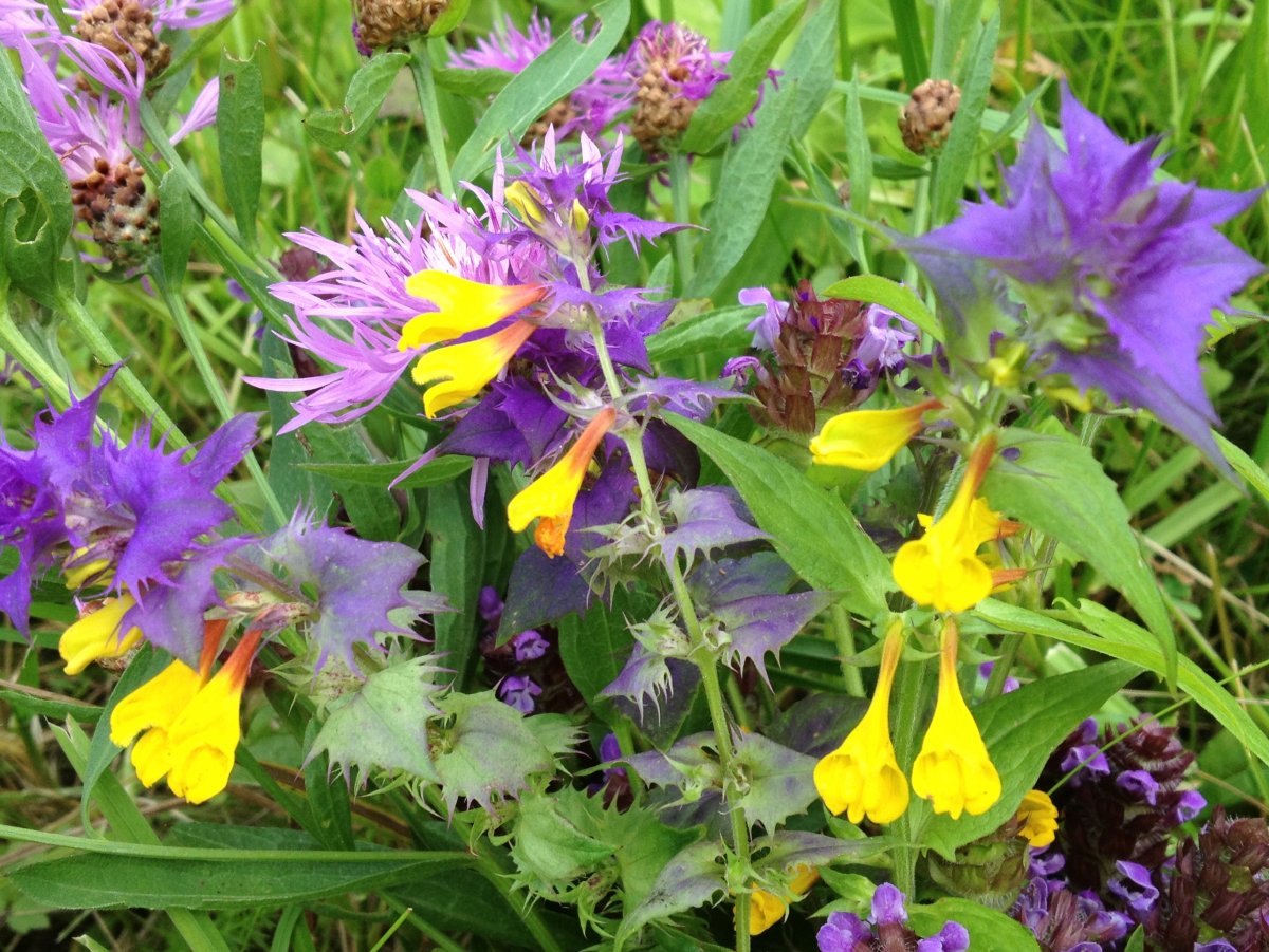 Марьянник Луговой