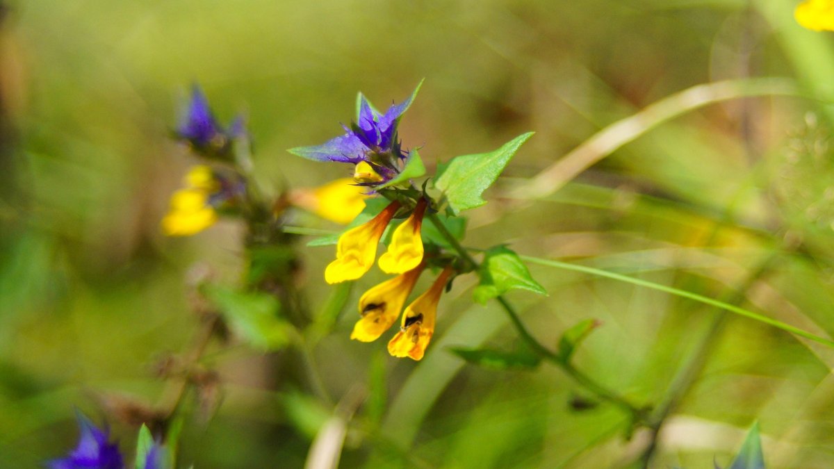 Марьянник Дубравный Иван-да-Марья Melampyrum