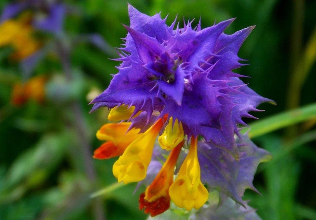 Трава Иван да Марья