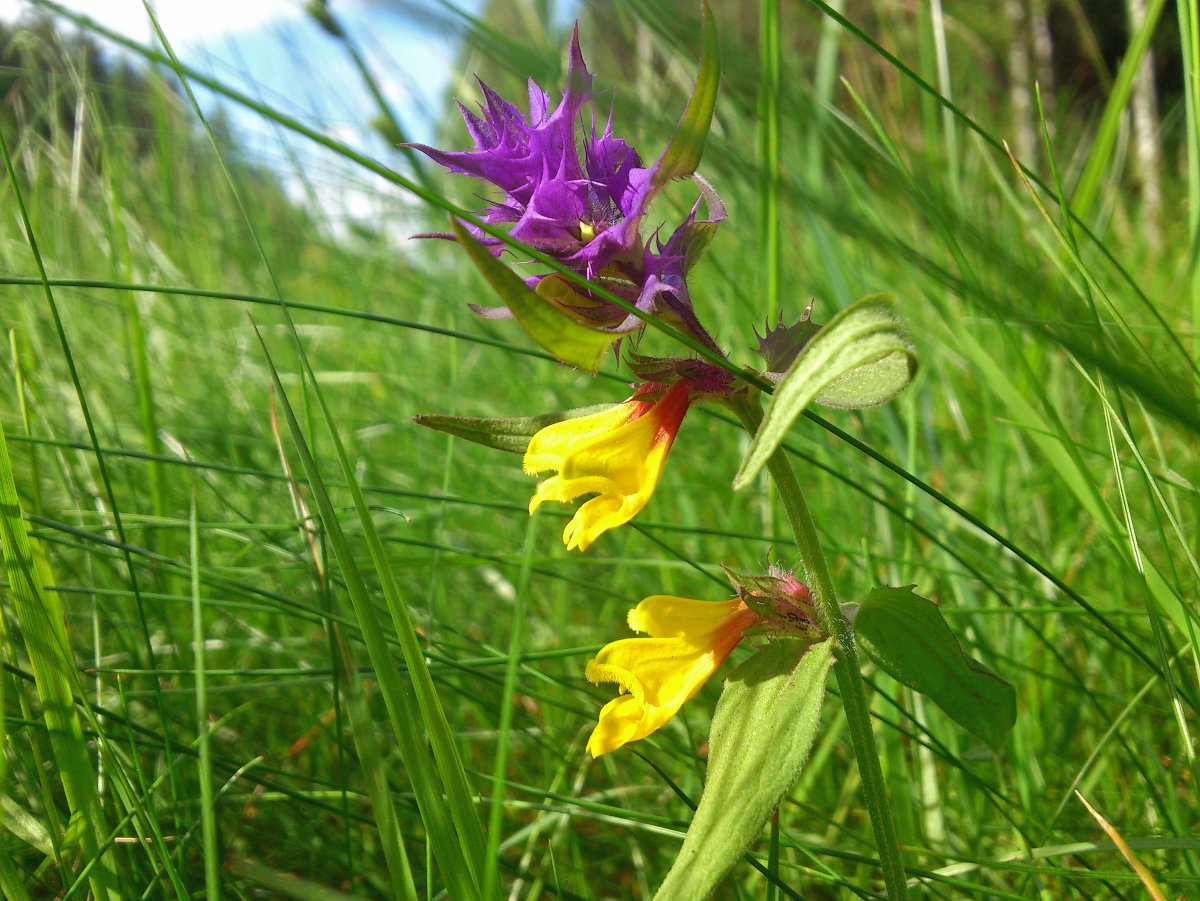 Марьянник серебристоприцветниковый