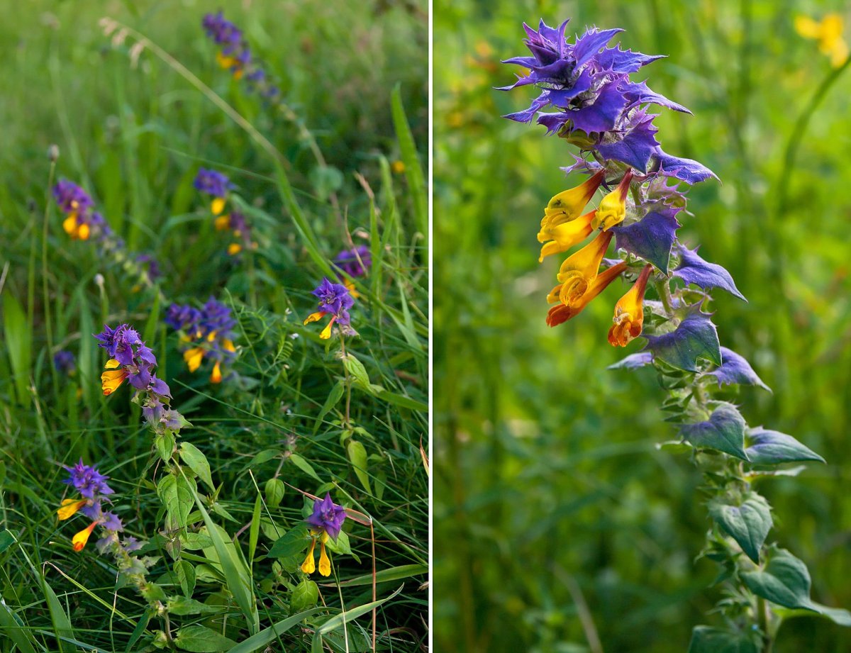 Марьянник полевой (Иван-да-Марья)
