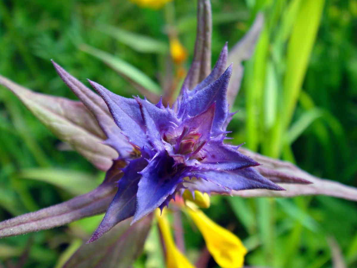 Картина Андрея Шишкина Святибор