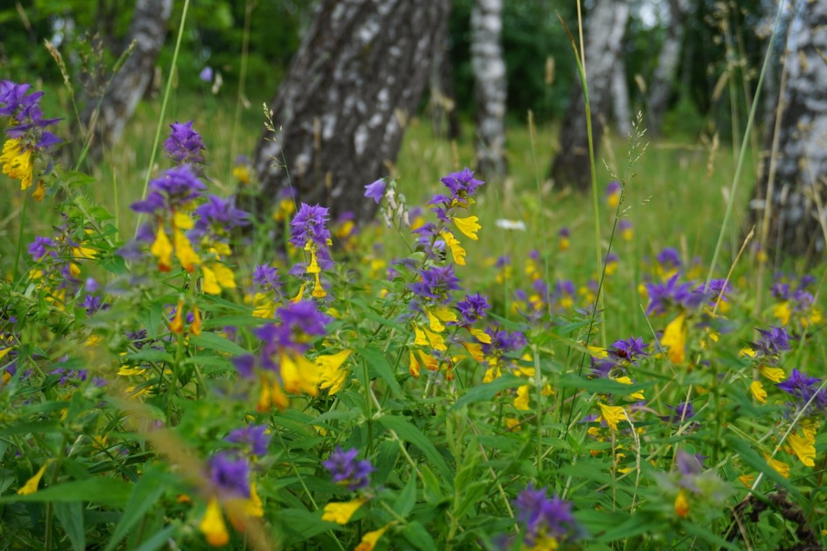 Иван-да-Марья, зверобой, Ромашка, Иван-чай, татарник,