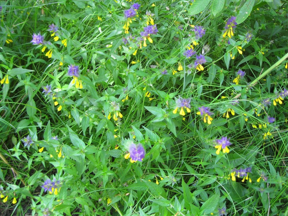 Марьянник гребенчатый