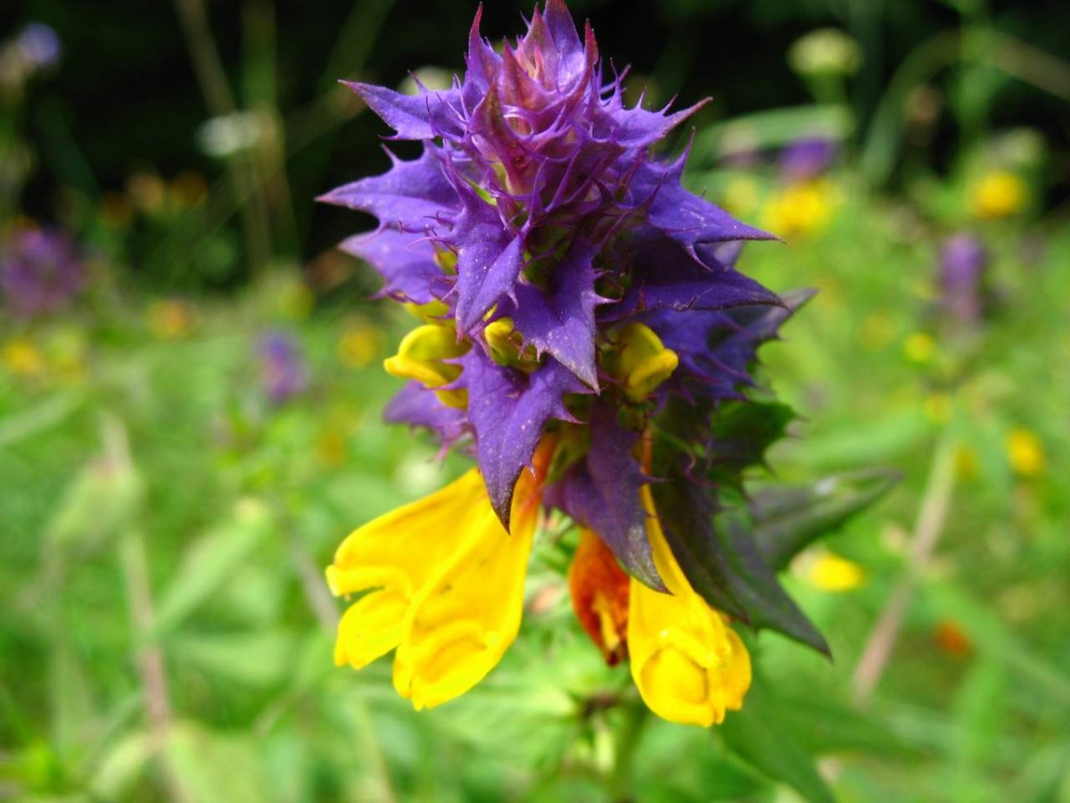 Марьянник Дубравный