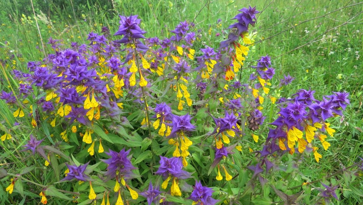 Марьянник Дубравный Melampyrum nemorosum