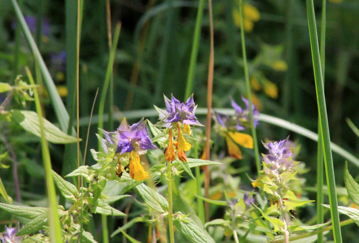 Марьянник Дубравный Melampyrum nemorosum