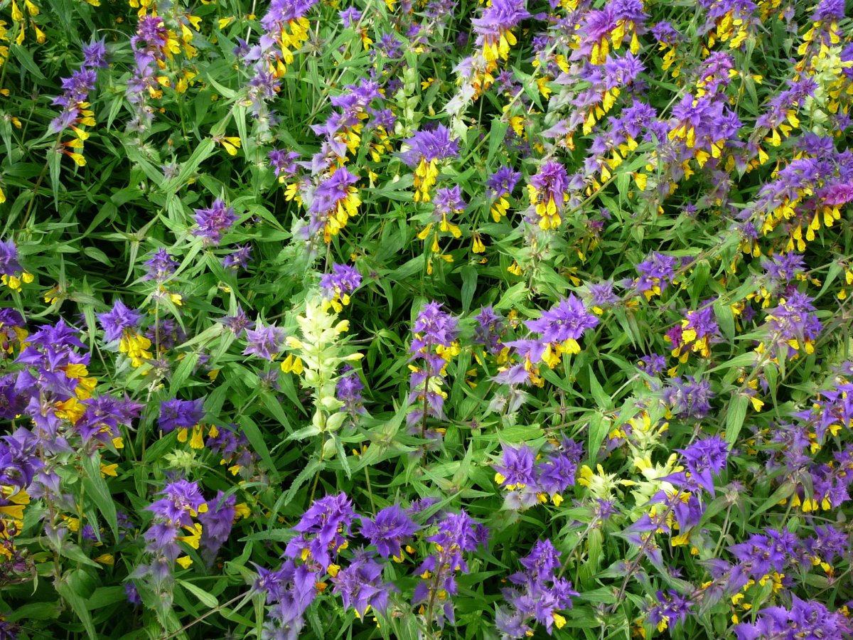 Иван-да-Марья растение