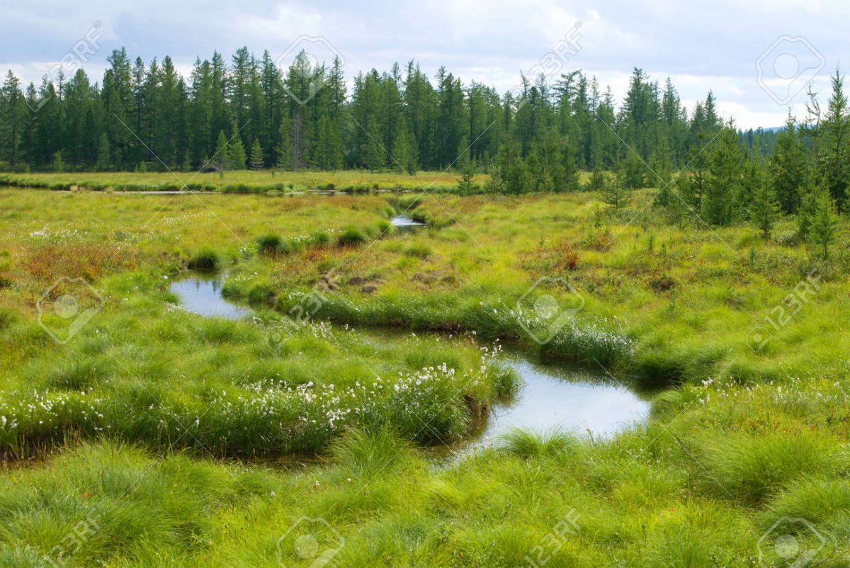 Если в тундре леса
