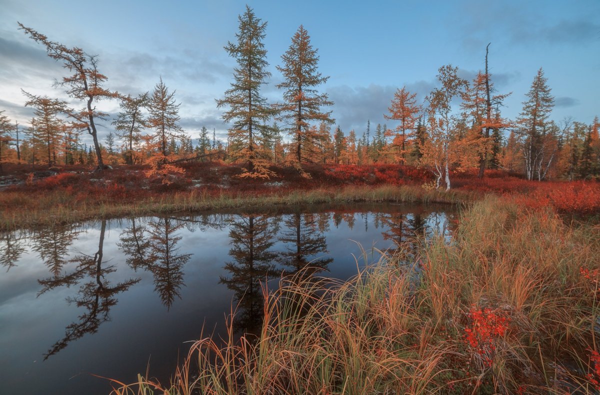 Лесотундра Ямала