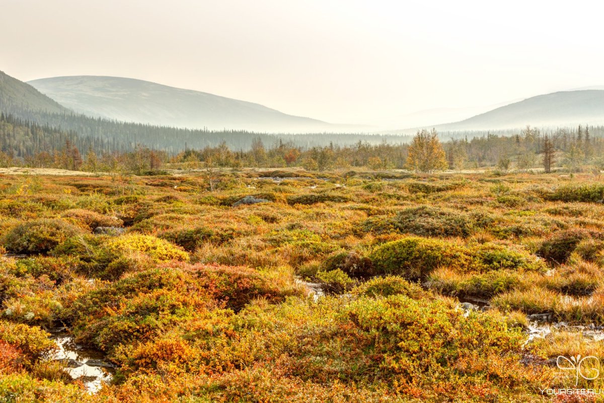 Мохово-кустарничковая тундра