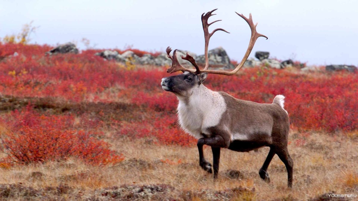 Тундра Кольского полуострова