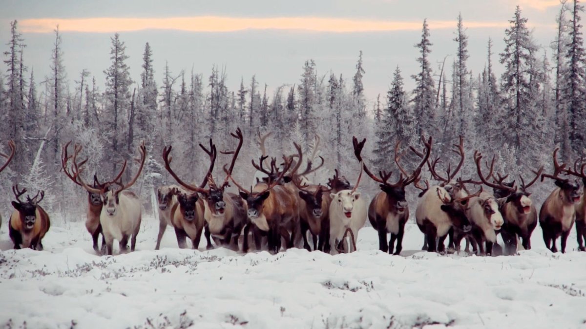 Южная кустарниковая тундра