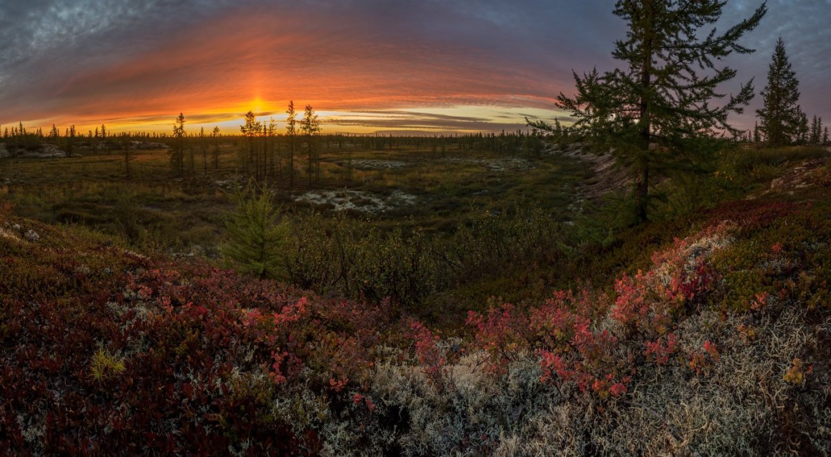 Лесотундра Восточная Сибирь