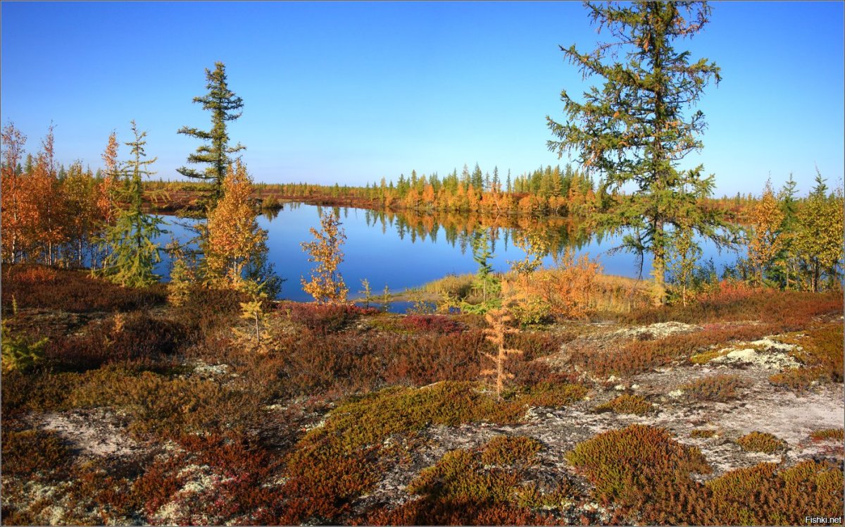 Северный олень Байкальский заповедник