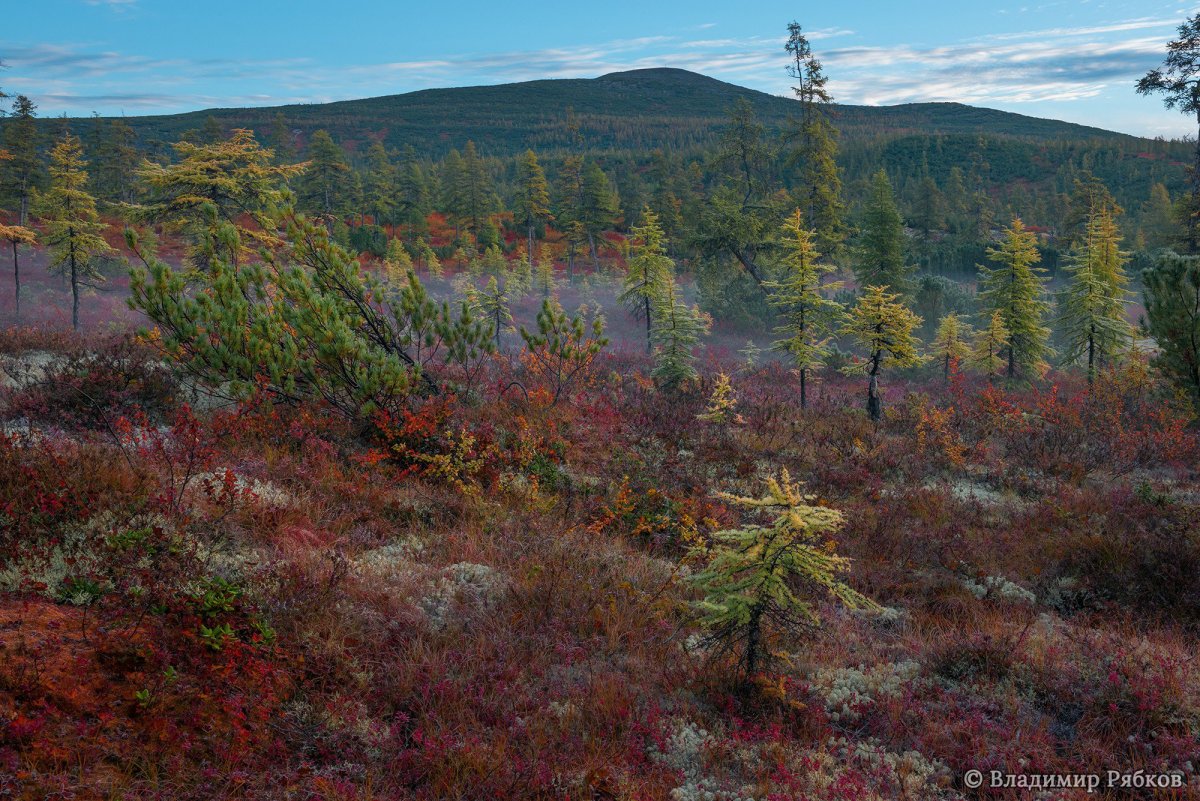 Рощица в тундре