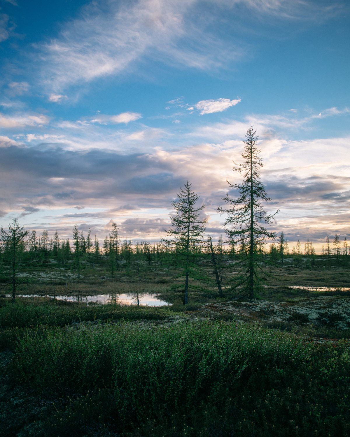 Тундра Кольского полуострова