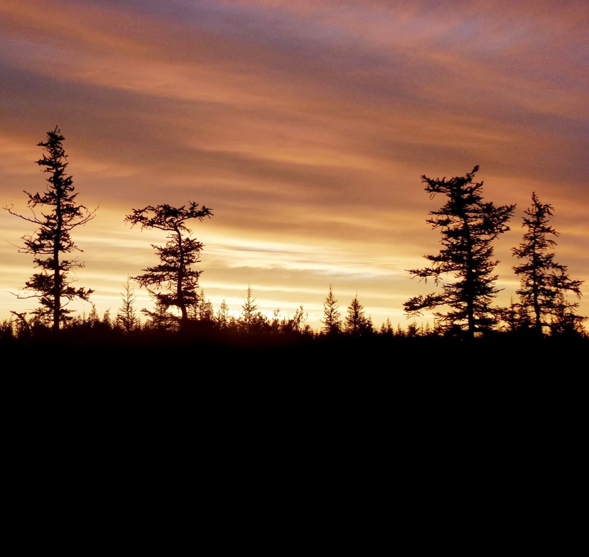 Лиственница Сибирская в лесотундре