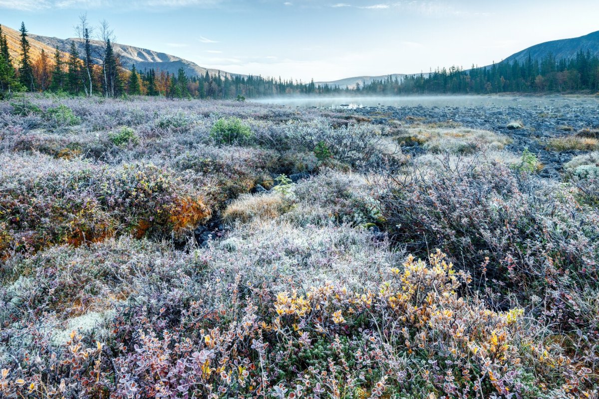 Сопки, тундра Кольский полуостров лето