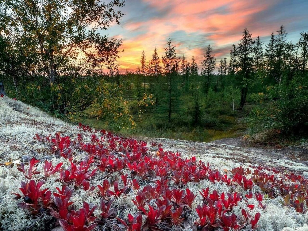 Тундра лесотундра Тайга