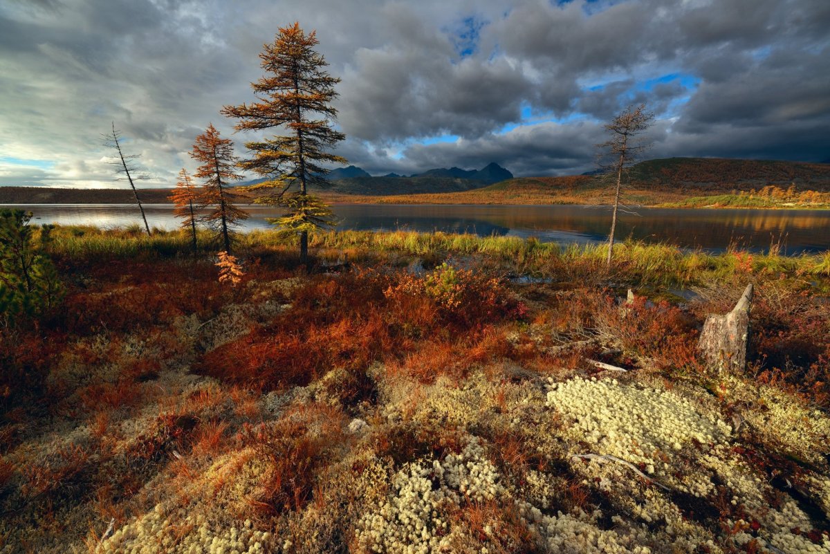 Камчатка Тундровая растительность