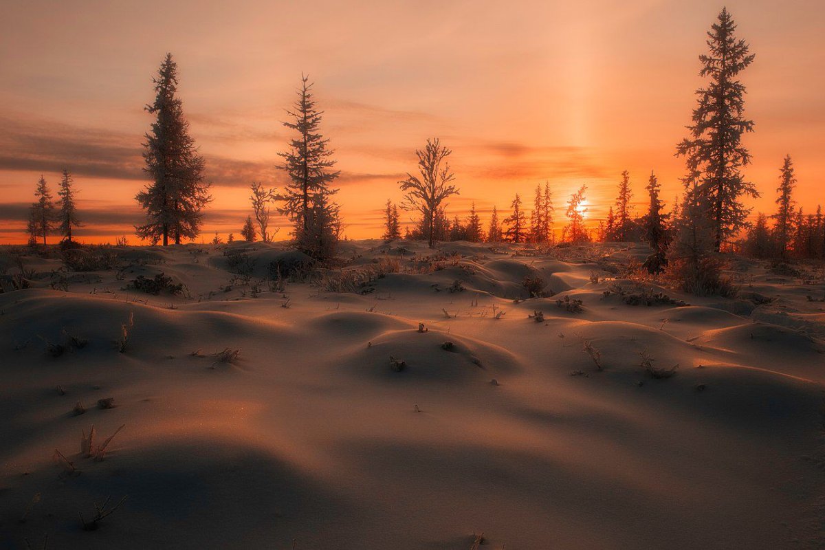 Тундра Ненецкого автономного округа