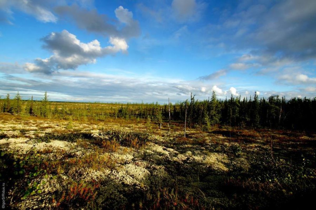 Лапландский заповедник Мончегорск