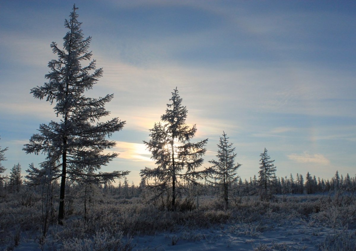 Северный олень Лесной подвид