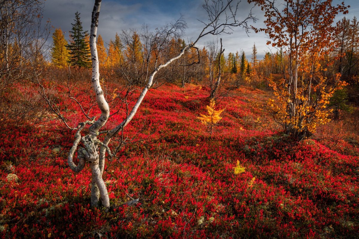 Зона лесотундры
