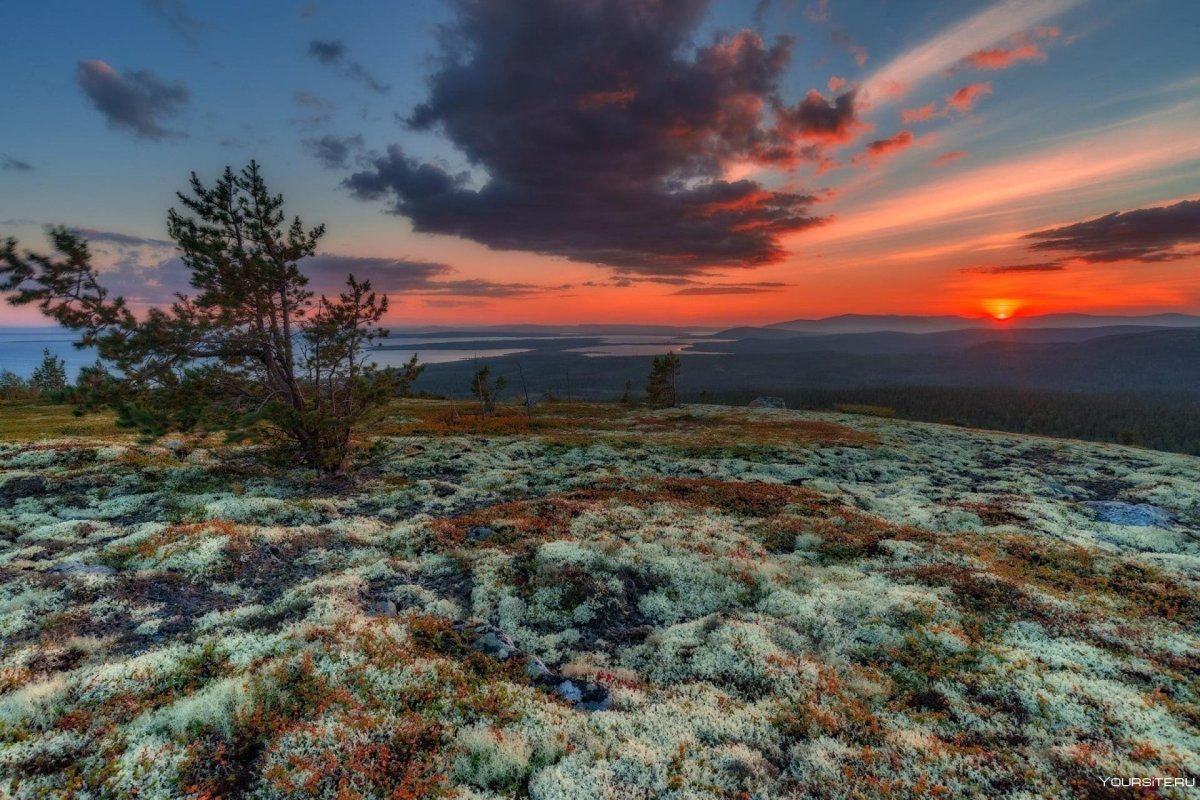 Новый Уренгой тундра