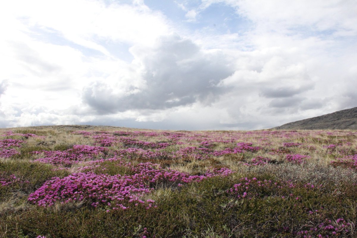 Тундра и лесотундра