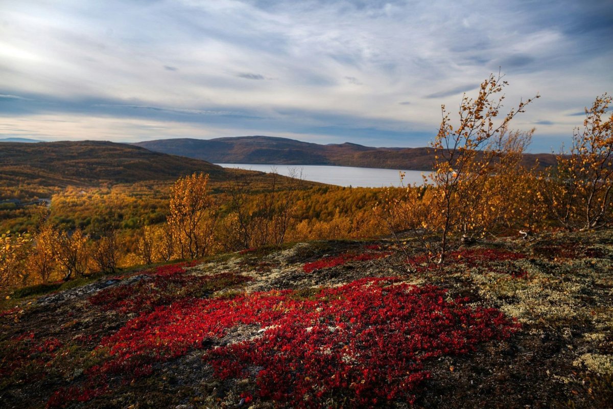 Ненцы олени Ямал