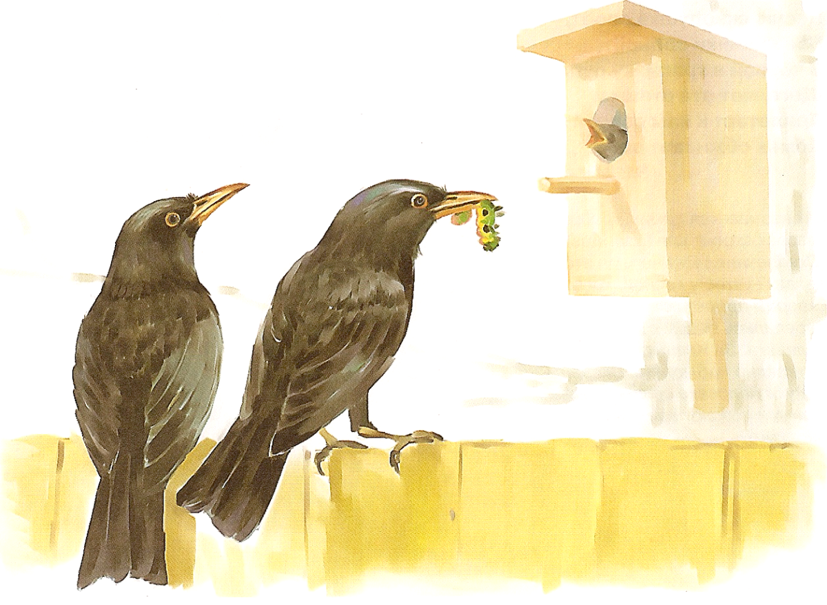 Скворец птицы Ростовской области