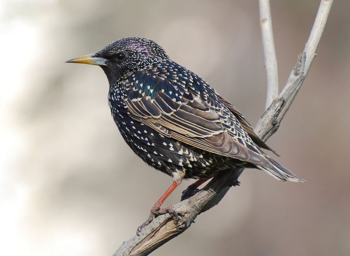 Скворушки Скворушки черненькие перышки