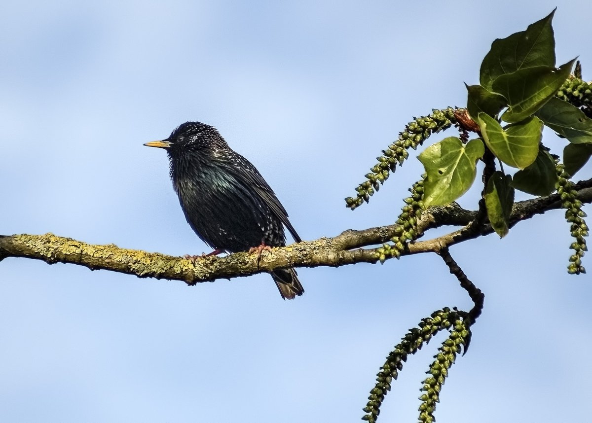 Изображение скворца для детей