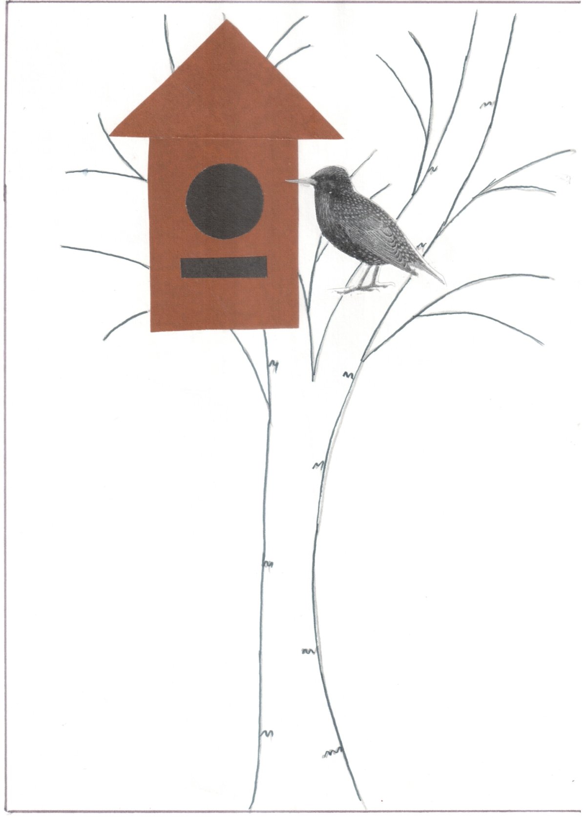 Скворец на белом фоне