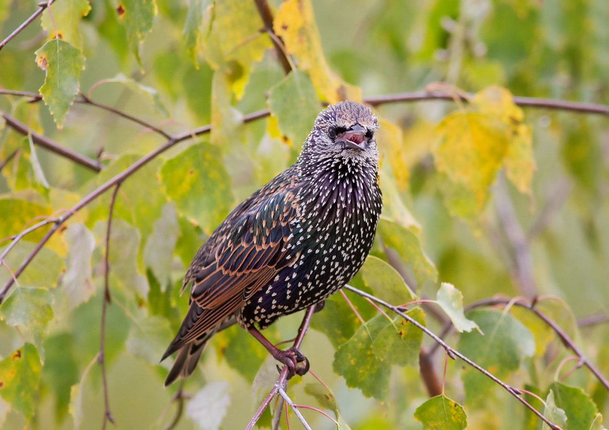 Рисование скворцы прилетели