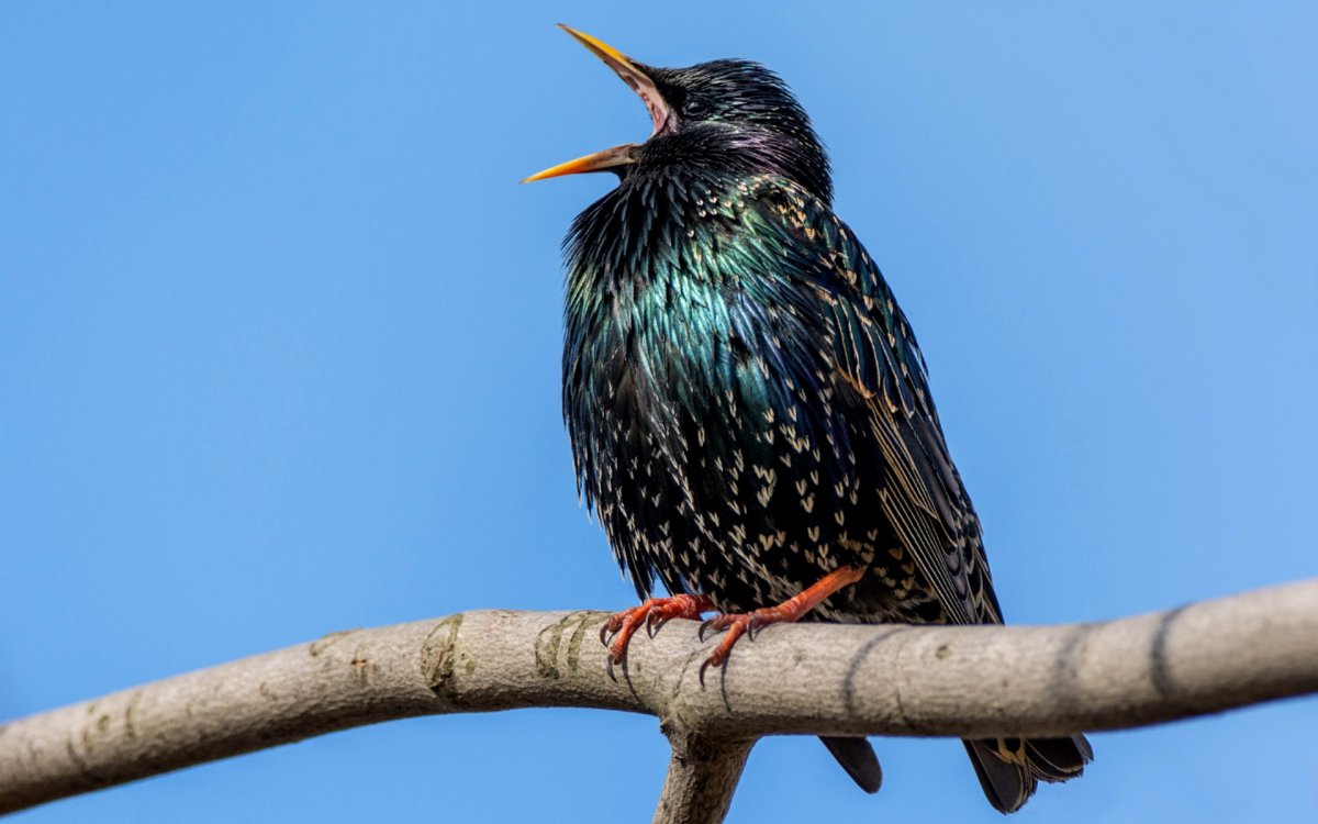 Рябинный скворец