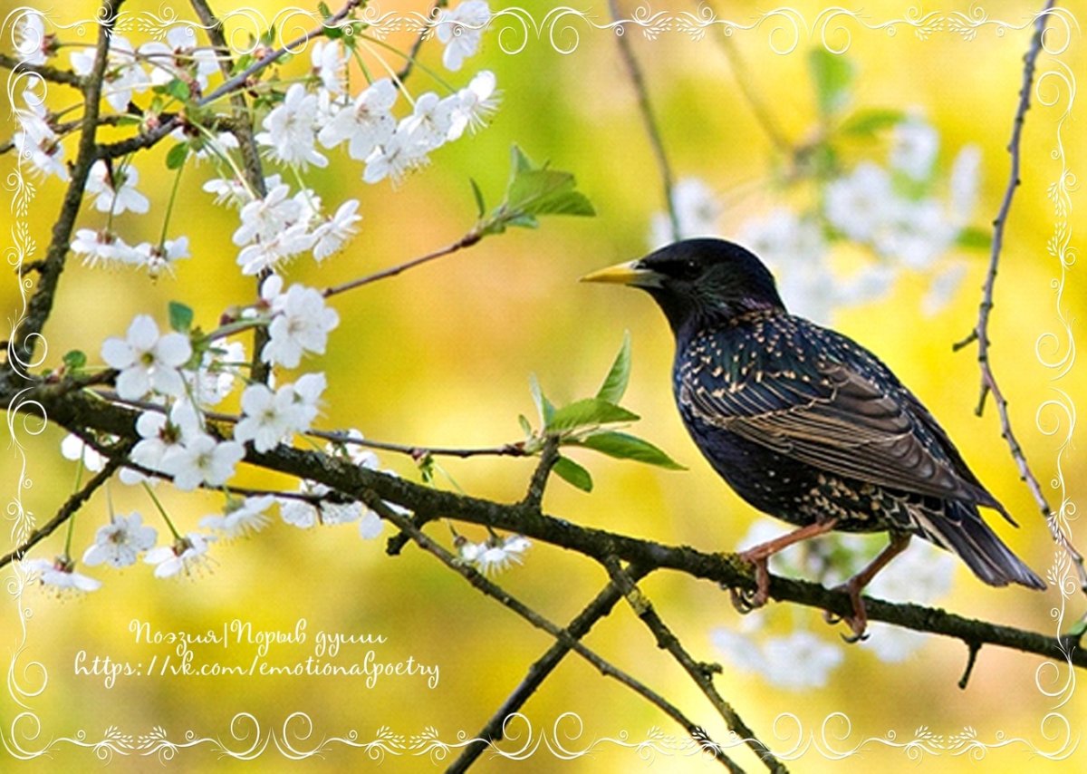 Рисование береза и скворечник