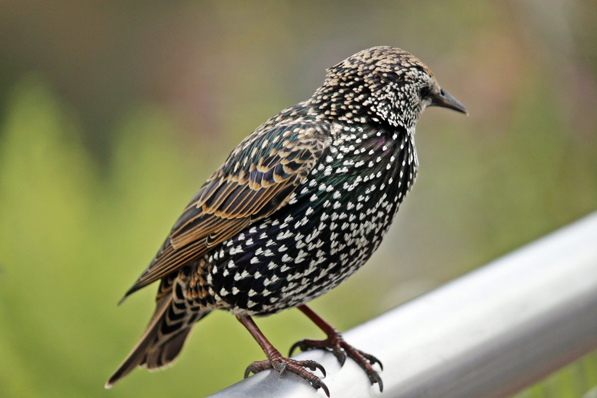 Георгий Ладонщиков скворец на чужбине