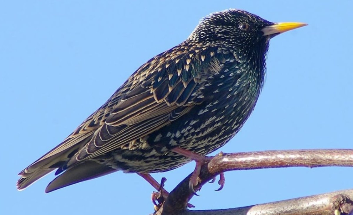 Скворечник раскраска для детей