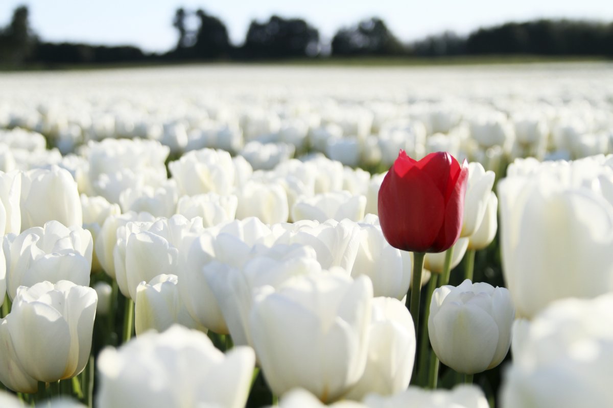 Индивидуальность картинки