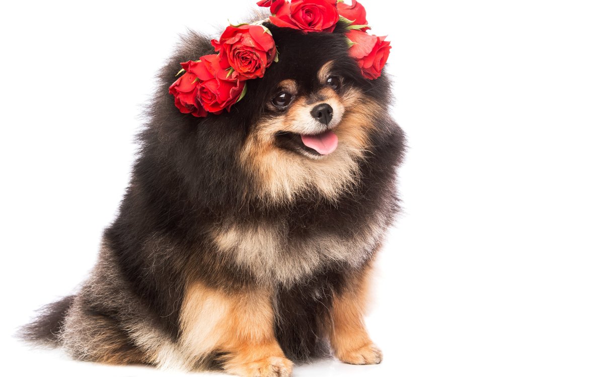 Шпиц на белом фоне