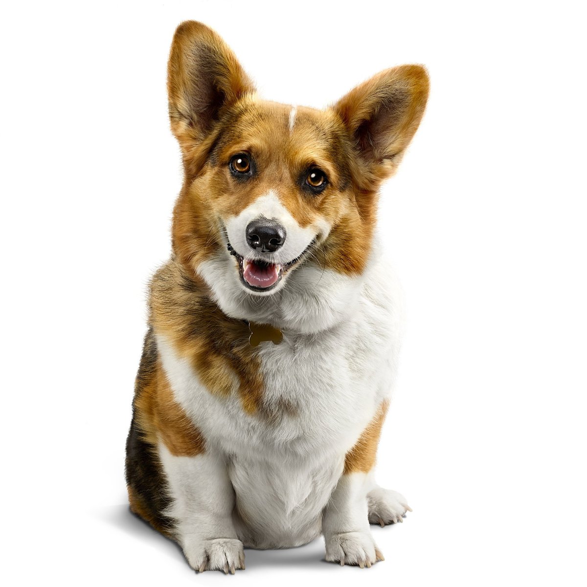 Вельш корги морда