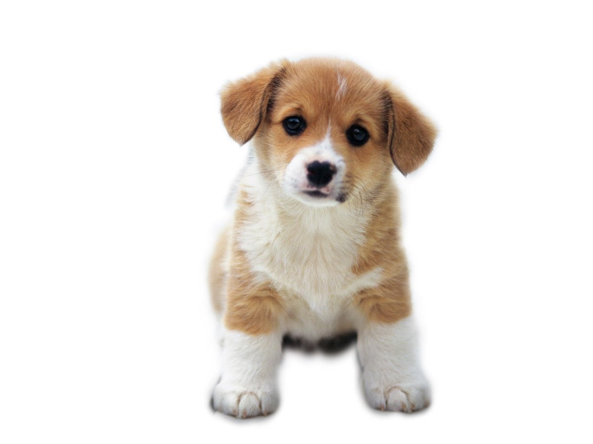 Бигль лабрадор-ретривер