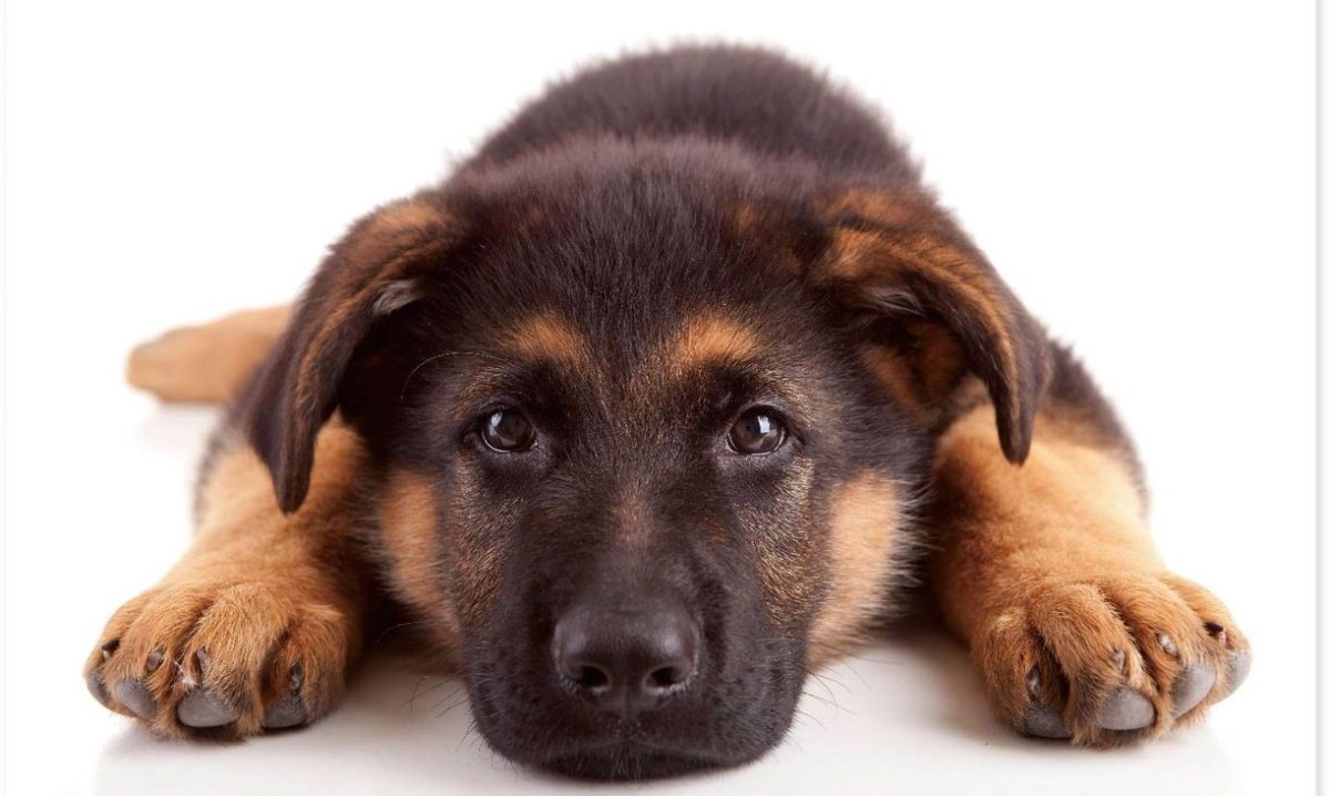 Немецкий шпиц на белом фоне