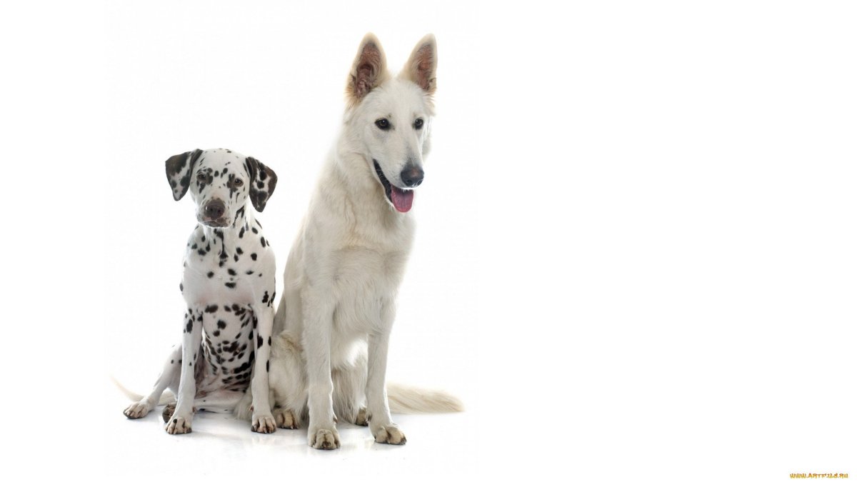 Собака на белом фоне